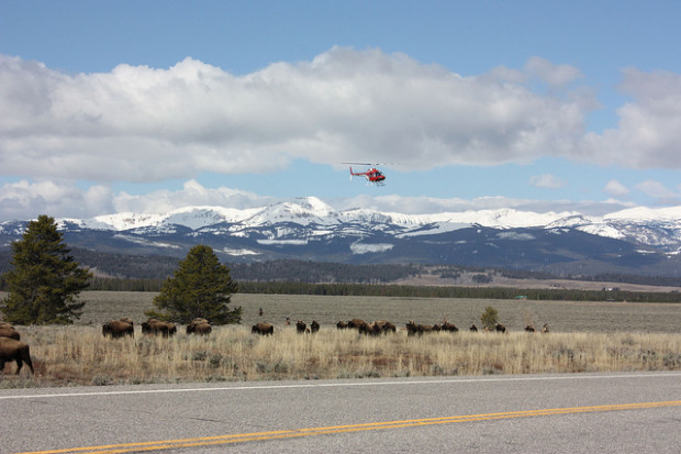 Bison being Hazed back into Yellowstone using a helicopter. Photo: Josh Mogerman