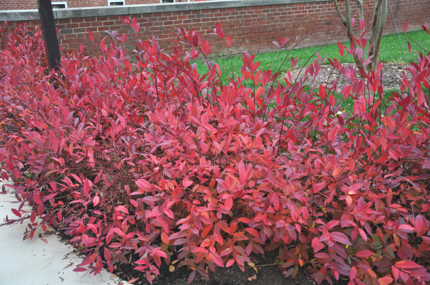 Leaves on the Virginia sweetspire turn red to purple in fall and can last well into the winter on this native shrub. Photo by Sam Bahr, UMD Botanical Garden. 