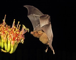A bat approaches an agave branch in Sonoita, Arizona. Photo by National Wildlife Photo Contest entrant John Hoffman.