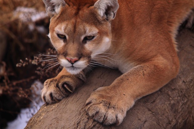 Mountain lion sharpening claws at the Wildlife Prairie State Park.