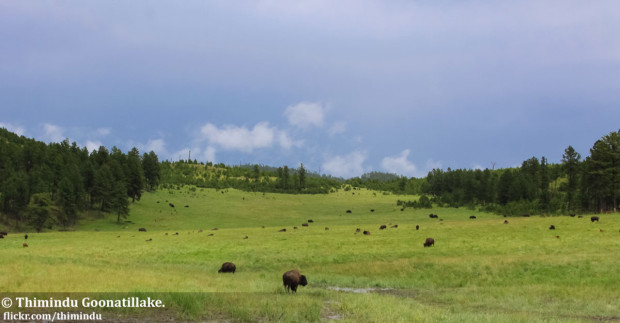Bison at Custer State Park in South Dakota. 