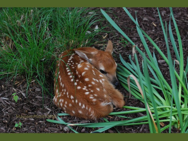 Resting fawn (Photo by Maureen Smith/NWF) 