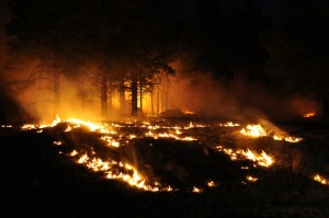 The 89 Mesa Fire in the Coconino National Forest in 2010. USDA Forest Service photo by Brady Smith.