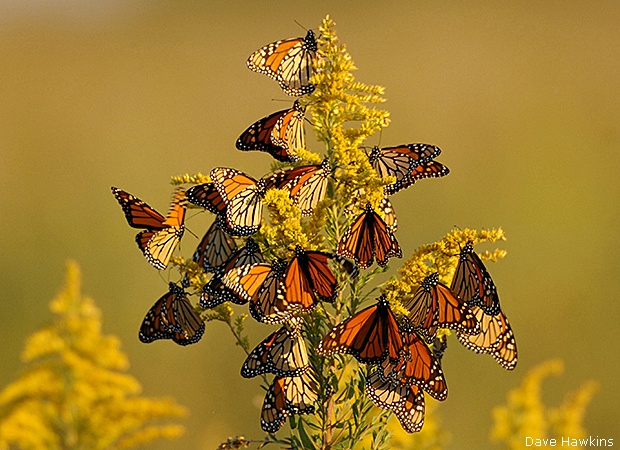 Monarchs by Dave Hawkins.