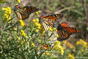 Monarchs by Laura Tangley