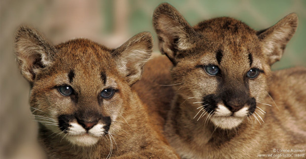Mountain lion cubs at Sonoma County Wildlife Rescue.
