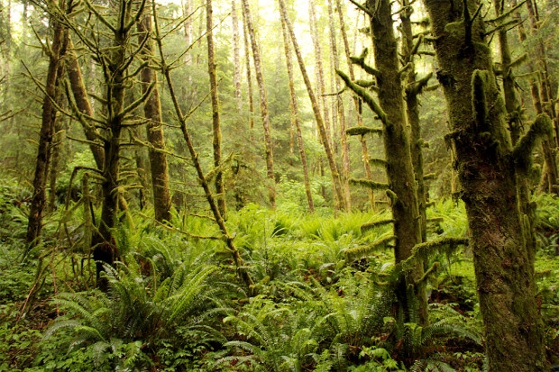 Conditions are right for rain forests near Cannon Beach in Oregon. Photo by National Wildlife entrant Judy Barnard.