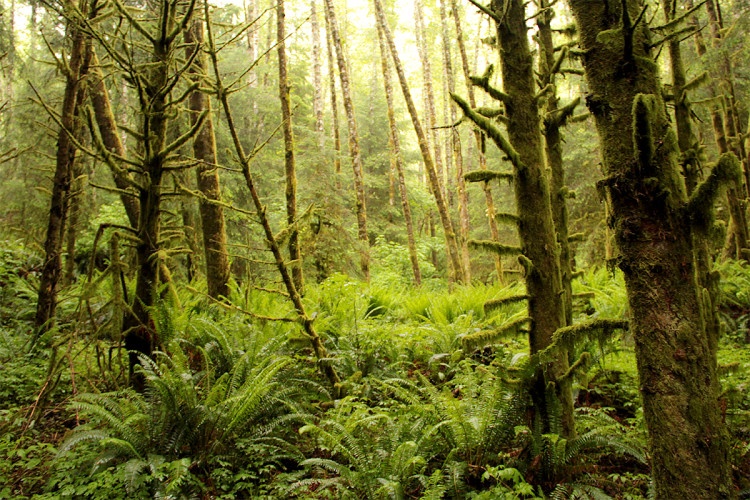 Clear Science, Murky Ambition: Forests and Our Carbon Pollution ...