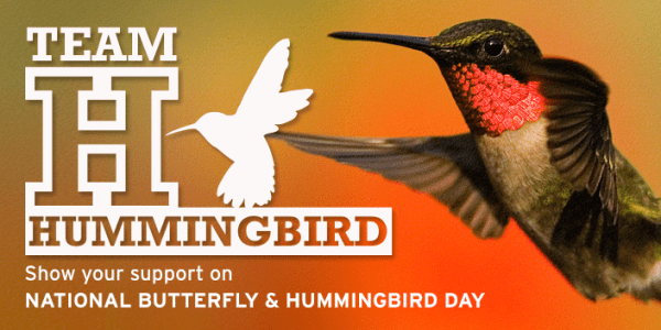 Team Hummingbird