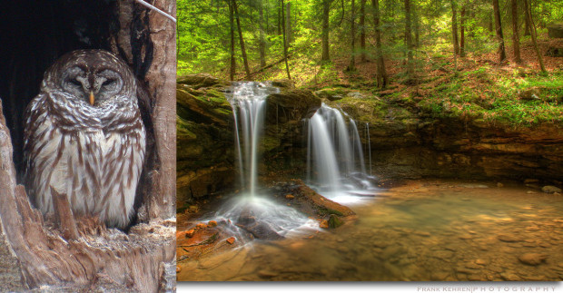 A barred owl & Debord Falls at Frozen Head State Park. (Photos by M. Hodge and F. Kehren)