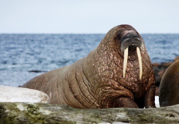 A walrus near the Bering Sea in Alaska. Photo by National Wildlife Photo Contest entrant Debra Botellio