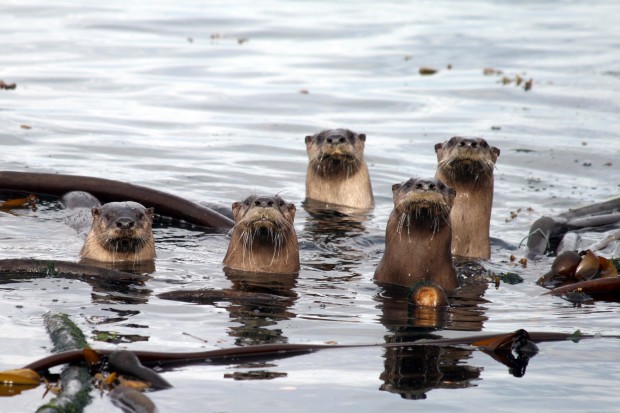 A family of five curious River Otters in Lime Kiln State Park on Washington's San Juan Island. Photo by National Wildlife Photo Contest entrant Tyler Davis.