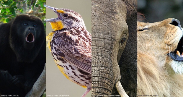 Which of these four animals has the loudest ROAR?