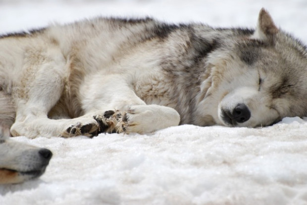 Sleeping Yellowstone wolves (Photo by Beth Pratt/NWF)