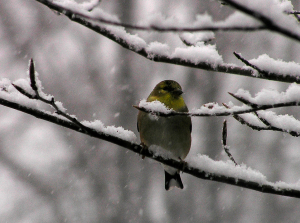 An American Goldfinch in a winter storm.  Flickr photo by itsgreg