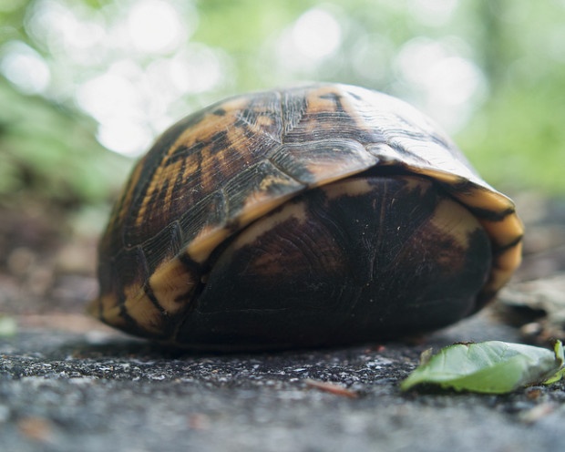 Box Turtle (Photo by Brian Hefele)
