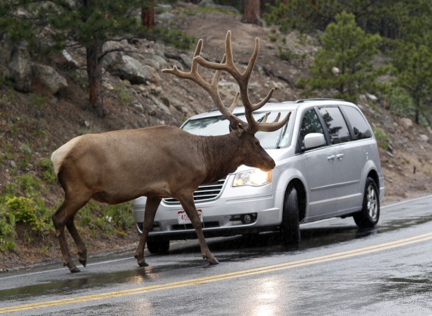 Bull elk stopping traffic is a typical sight in the fall in Rocky Mountain National Park. This isn't a typical fall. NWF Photo