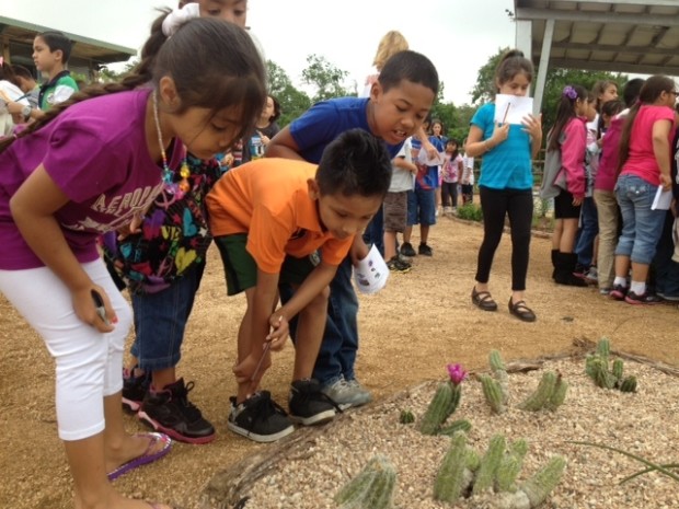 Amalia Espinoza, Raymond Sierra, Jaelon Lopez—students at Pleasant Hill Elementary—search the cactus for bugs!