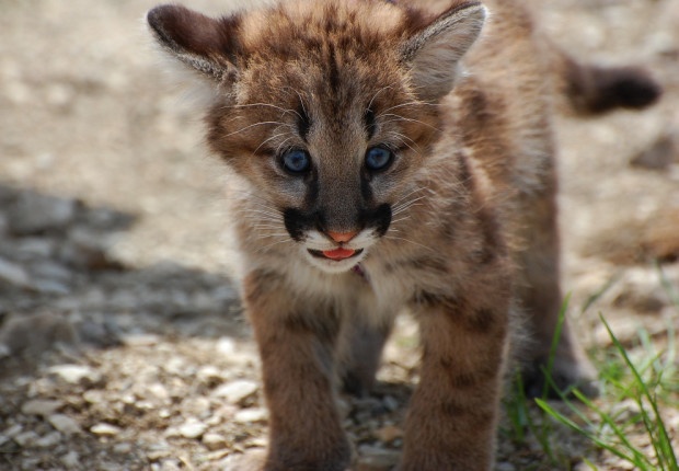 The newest addition to the Big Run Wolf Ranch, a baby mountain lion.