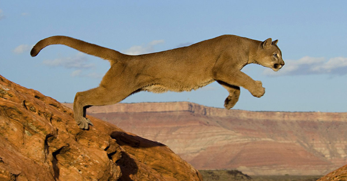 This leaping mountain lion is demonstrating their incredible agility.