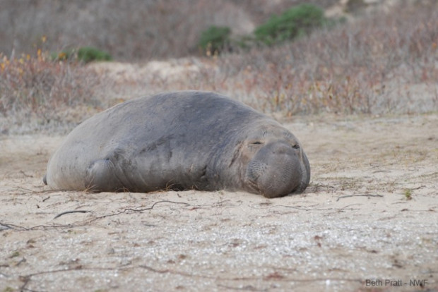 This elephant seal looks exhausted. (Photo by Beth Pratt)