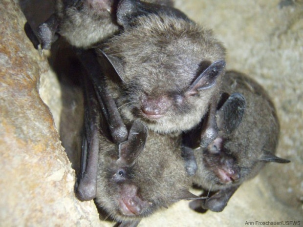 Indiana bats resting. (Photo by Ann Froschauer/USFWS) 