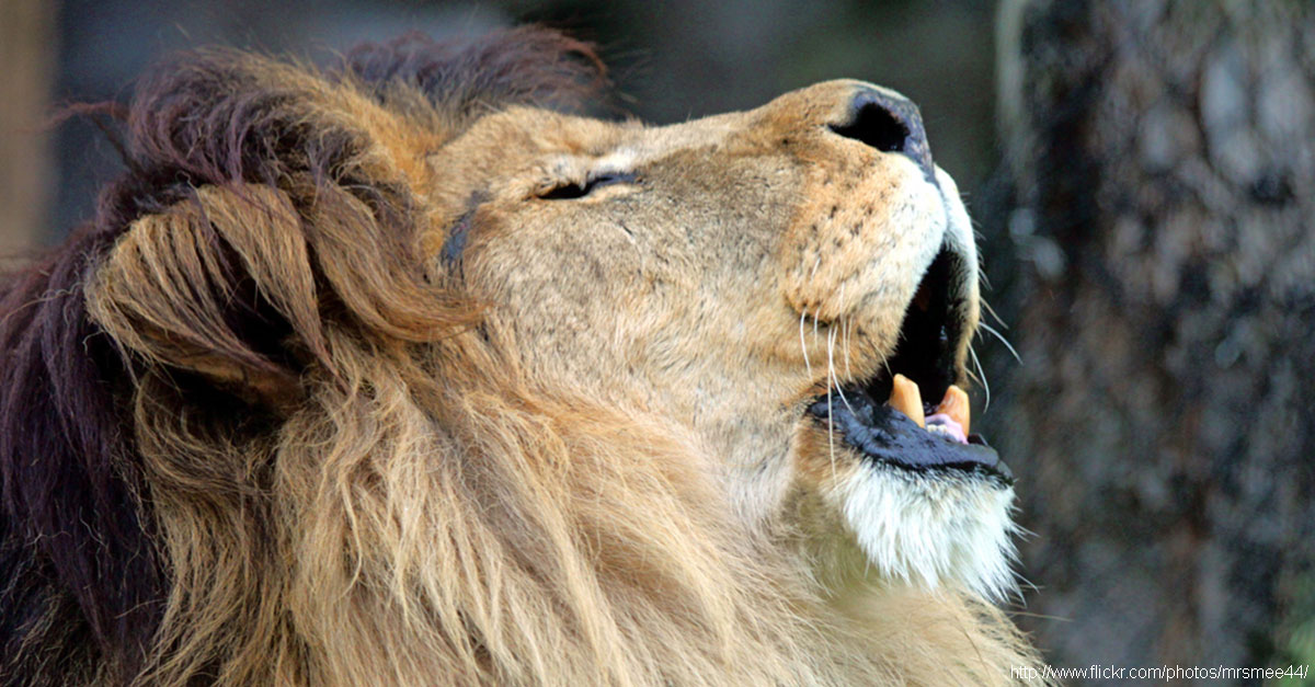 Which Animal has the Loudest ROAR? - The National Wildlife Federation Blog