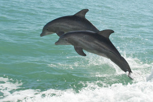 Dolphin mother and her calf in the Gulf. Photo by Pete Markham, Flickr