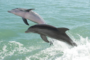 Bottlenose dolphins in the Gulf of Mexico. Flickr photo by pmarkham.