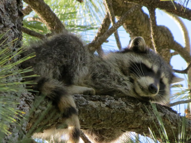 Raccoon (Photo Donated by Linda Perala) 