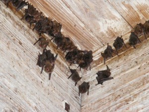 A maternity colony of Rafinesque's big-eared bats in Virginia. 