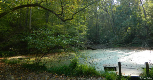 A pond at Riverbend Regional Park in Virginia.