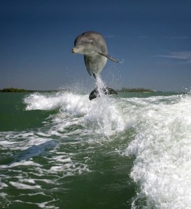 A Bottlenose Dolphin following a boat’s wake. Photo by National Wildlife Federation Photo Contest Entrant Sara Lopez