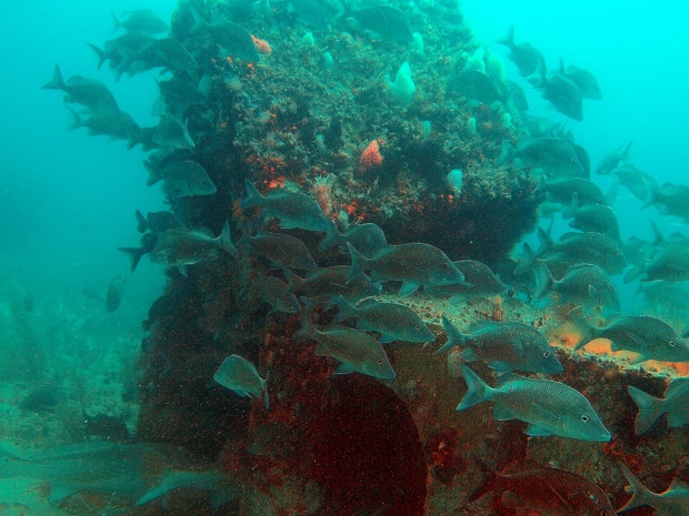 Artificial Reef_Florida Sea Grant_2
