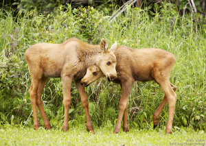 A pair of baby moose calves. Photo by National Wildlife Photo Contest entrant . Gary Lackie. 