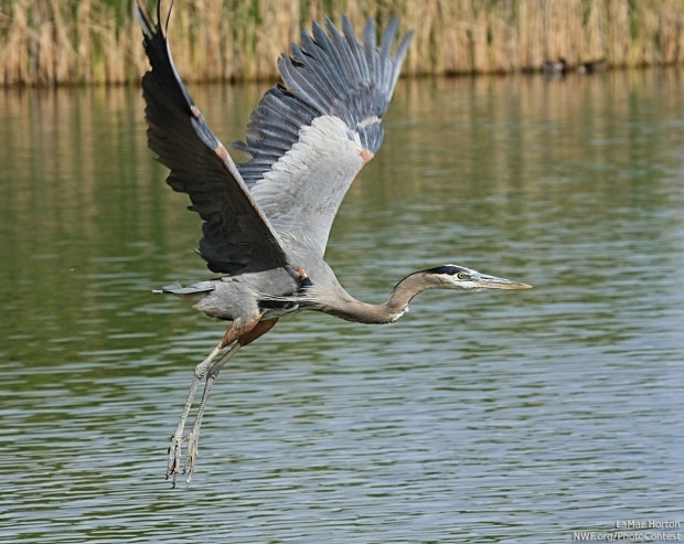 The Great Blue Heron, which patrols the shores of lakes throughout New England, could be a casualty of toxic tar sands tailings ponds.