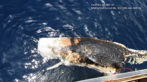A juvenile sperm whale was found dead in the midst of the Gulf oil disaster in 2010. The cause of death was never determined as the carcass was too deteriorated for tests to be useful.
