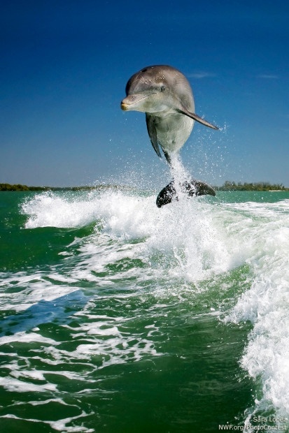 A high-flying dolphin off the coast of Florida. Photo by National Wildlife Photo Contest entrant Sara Lopez.