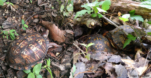 Box turtles hide in the leaf litter. 