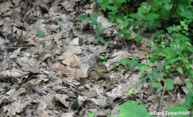 Chipmunks will often use leaves to build their nest. 