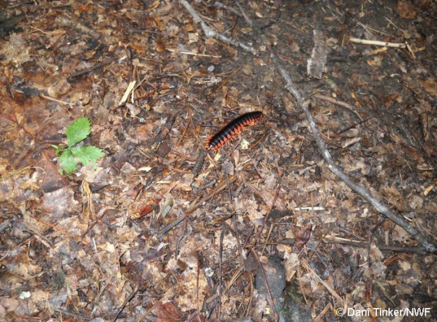 Millipedes are decomposers that live in the leaf litter of forests. 