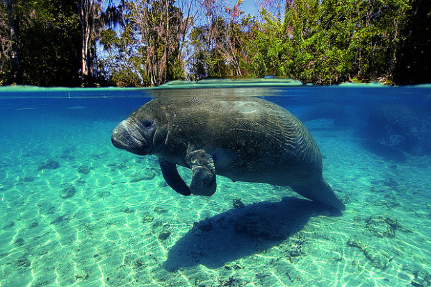 A manatee swimming warm shallow water photo by Flickr, ASCOM Prefeitura de...