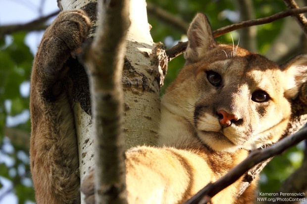 Mountain lion gazing down from a tree. Photo by National Wildlife Photo Contest entrant Kameron Perensovich.