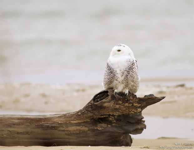 This snowy owl sits perched alongside Lake Huron. Photo by National Wildlife Photo Contest entrant Kim LeBlanc.