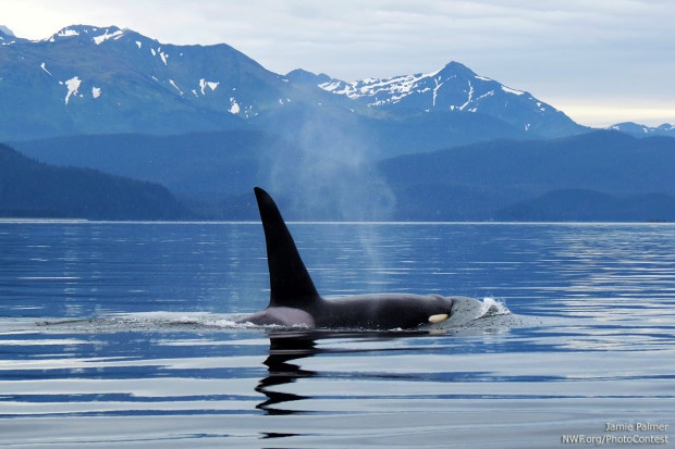 An orca near Stephens Pass in Alaska. Photo by National Wildlife Photo Contest entrant Jamie Palmer.