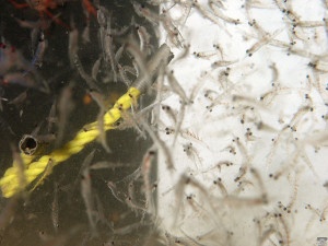 Zooplankton (Oceans Network Canada/Flickr)