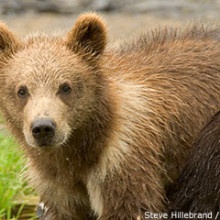 bear cub