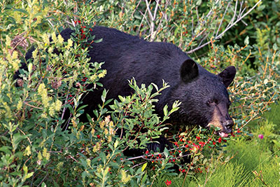 bear eating berries