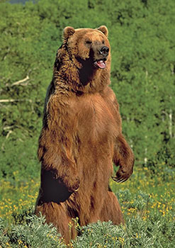 bear standing on hind legs