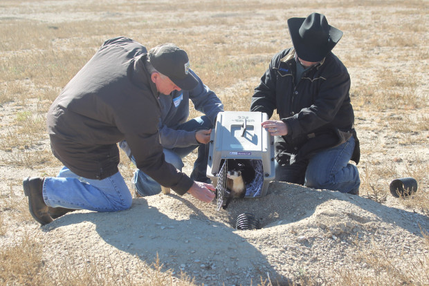 Pete Gober of the U.S. Fish and Wildlife Service helps members of the Walker family release a black-footed ferret on the family's ranch. Photo by Judith Kohler